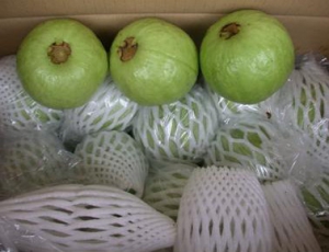 Mút bọc ổi Đài Loan Tân Phú Quý